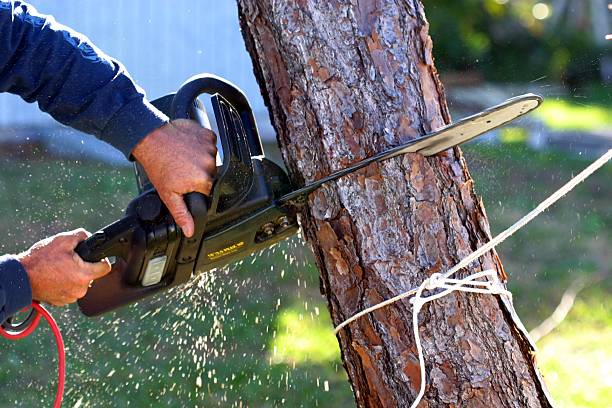 Best Tree Disease Treatment  in Courtland, VA