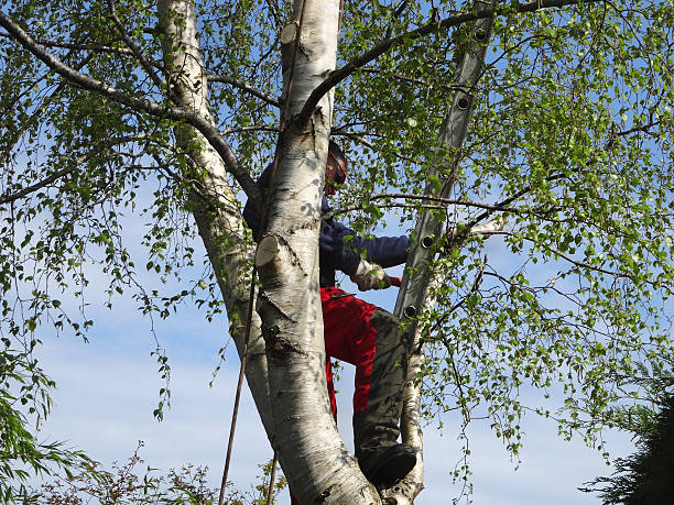 How Our Tree Care Process Works  in  Courtland, VA