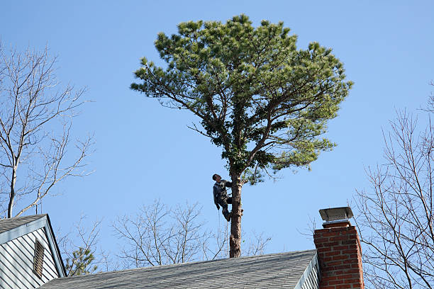 Best Hedge Trimming  in Courtland, VA