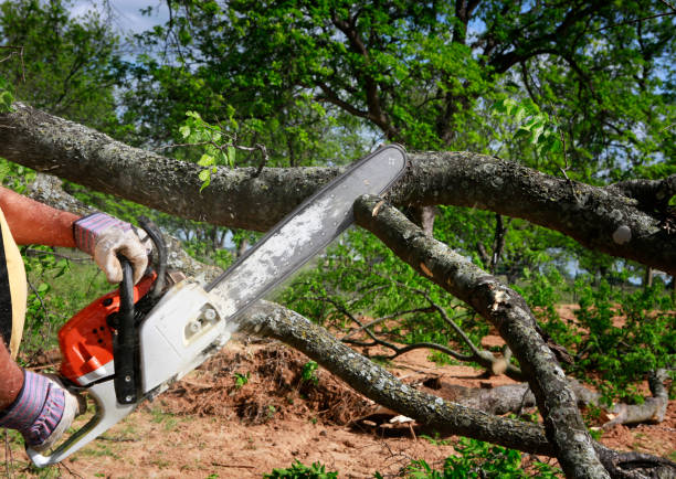 Best Leaf Removal  in Courtland, VA