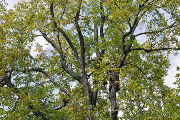 Best Tree Trimming and Pruning  in Courtland, VA